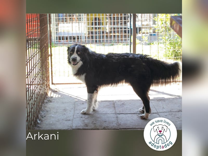 Arkani: Sucht Orientierung und Geborgenheit