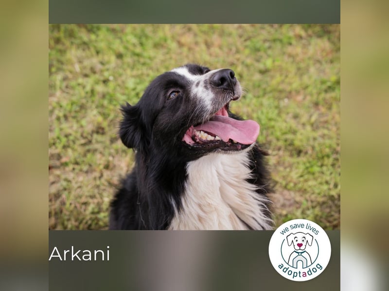 Arkani: Sucht Orientierung und Geborgenheit