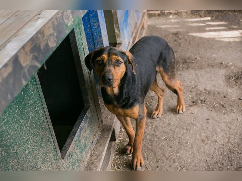 Chico – Sucht aktive Menschen!