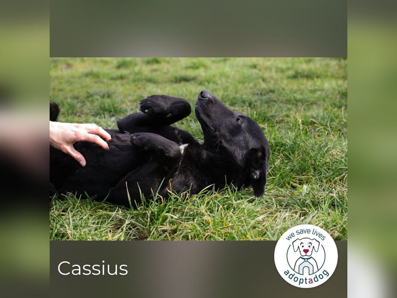 Cassius – Gern im Team unterwegs