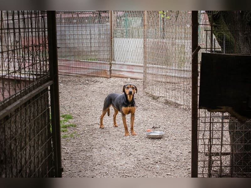 Chico – Sucht aktive Menschen!