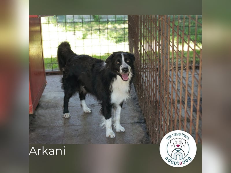 Arkani: Sucht Orientierung und Geborgenheit