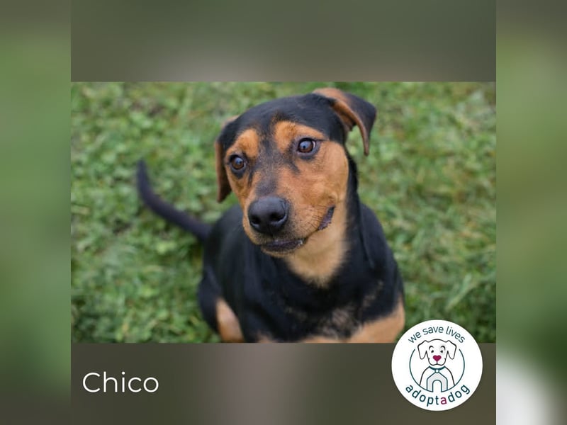 Chico – Sucht aktive Menschen!
