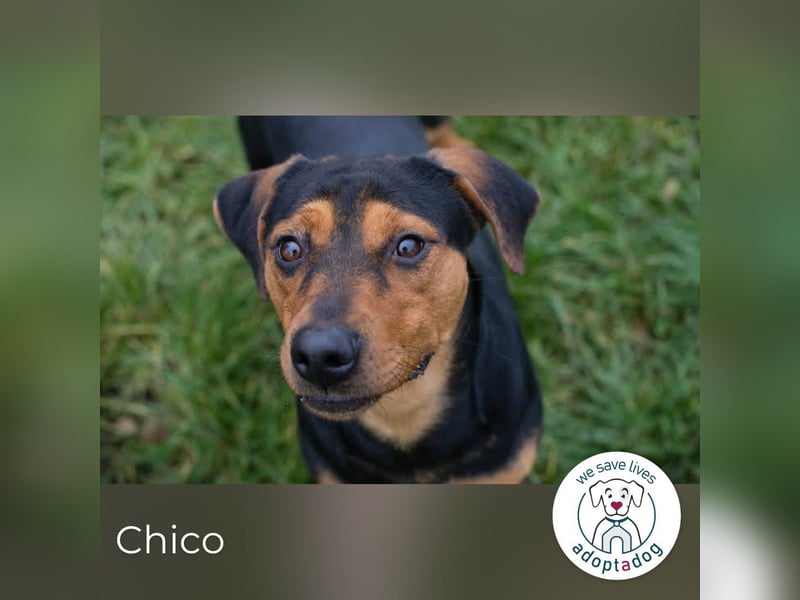 Chico – Sucht aktive Menschen!