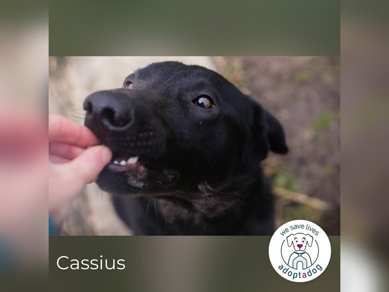 Cassius – Gern im Team unterwegs