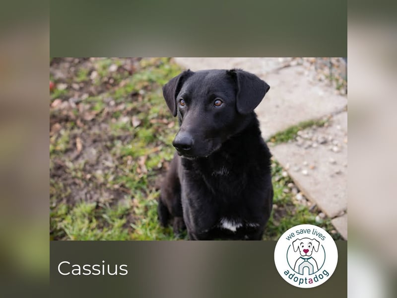 Cassius – Gern im Team unterwegs