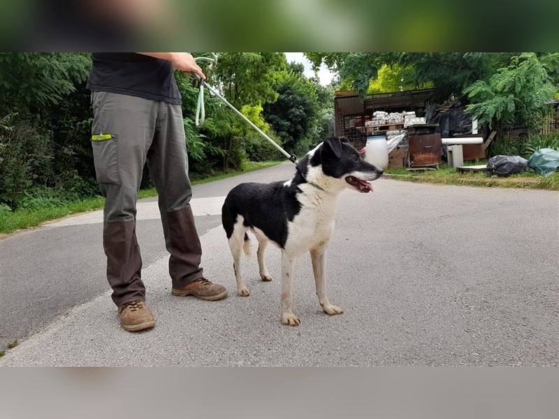 Gömbi, wer zeigt ihm die schönen Seiten des Lebens?