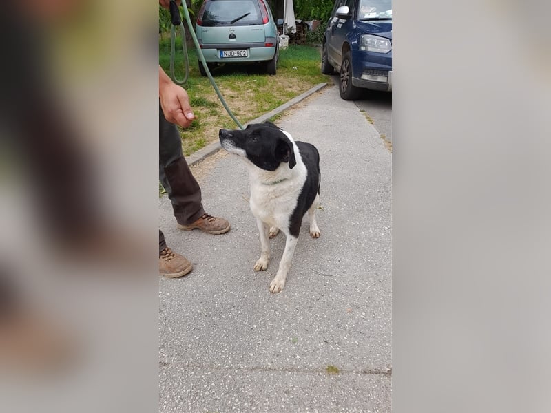 Gömbi, wer zeigt ihm die schönen Seiten des Lebens?