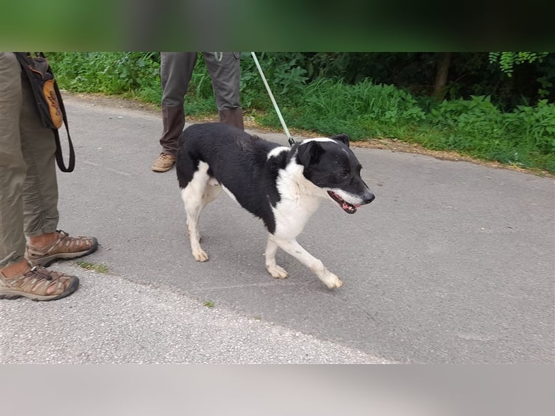 Gömbi, wer zeigt ihm die schönen Seiten des Lebens?