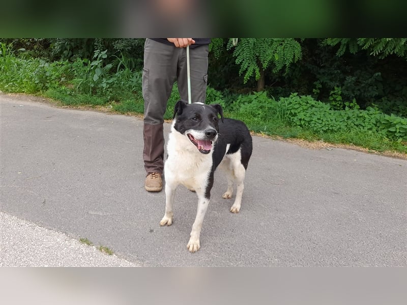 Gömbi, wer zeigt ihm die schönen Seiten des Lebens?