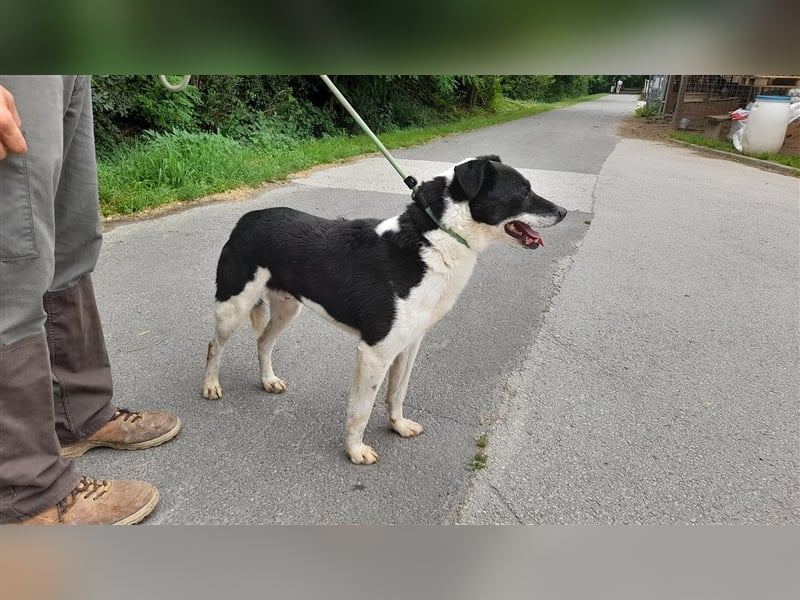 Gömbi, wer zeigt ihm die schönen Seiten des Lebens?