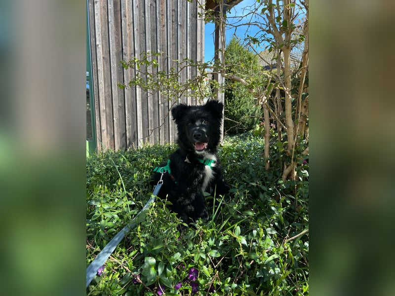 Matti kroatischer Schäferhund Mischling Welpe Rüde Junghund sucht Zuhause für immer