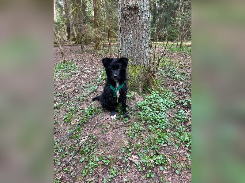 Matti kroatischer Schäferhund Mischling Welpe Rüde Junghund sucht Zuhause für immer