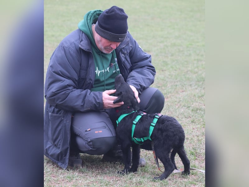 Tobi Welpe schlauer Mischling Rüde Junghund katzenverträglich sucht Zuhause für immer