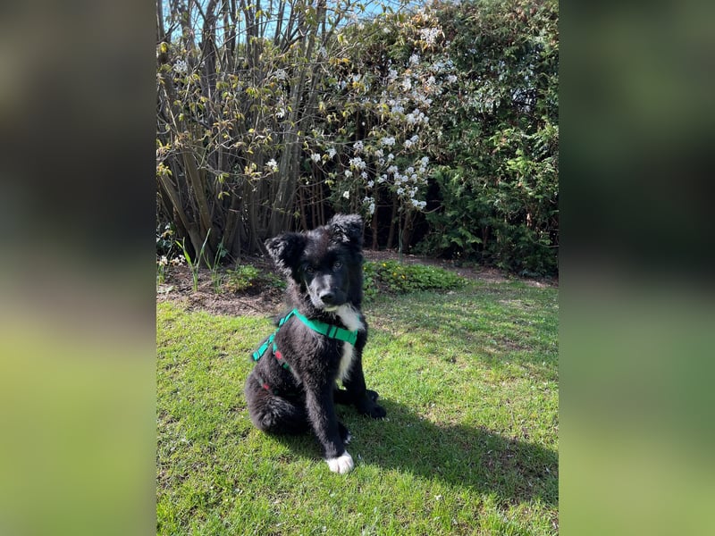Matti kroatischer Schäferhund Mischling Welpe Rüde Junghund sucht Zuhause für immer