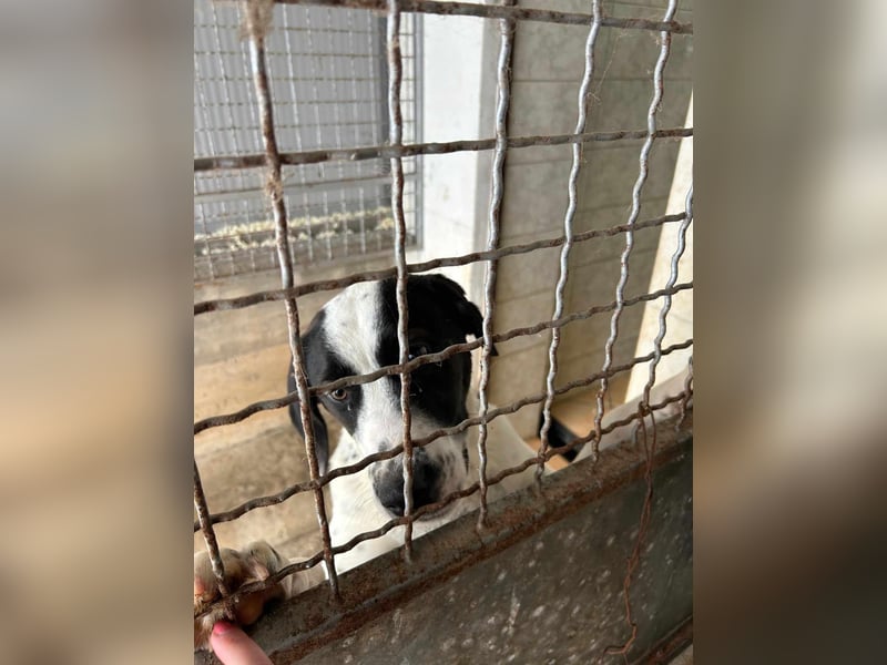 Merlin mittelgroßer Mischling Rüde Junghund sucht Zuhause oder Pflegestelle