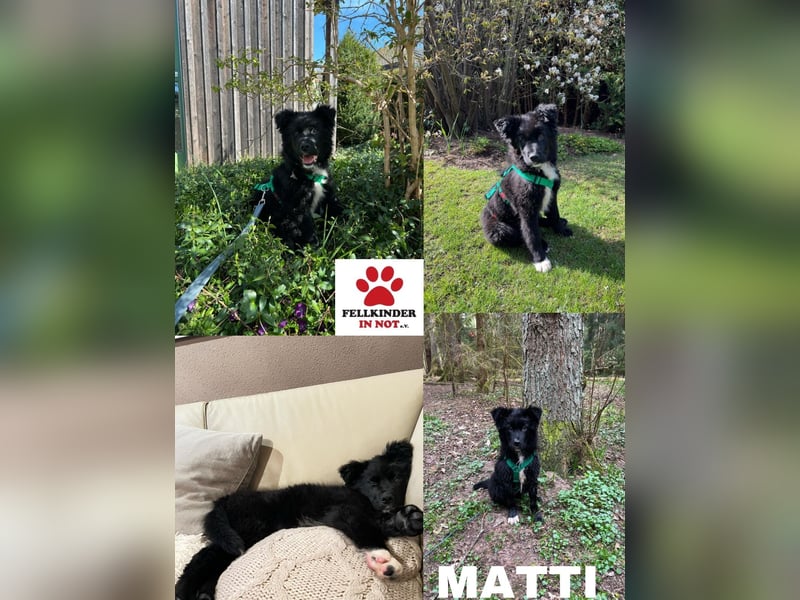 Matti kroatischer Schäferhund Mischling Welpe Rüde Junghund sucht Zuhause für immer
