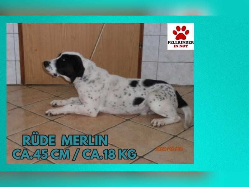 Merlin mittelgroßer Mischling Rüde Junghund sucht Zuhause oder Pflegestelle