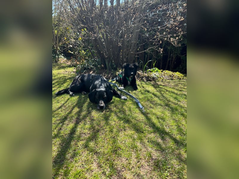 Matti kroatischer Schäferhund Mischling Welpe Rüde Junghund sucht Zuhause für immer