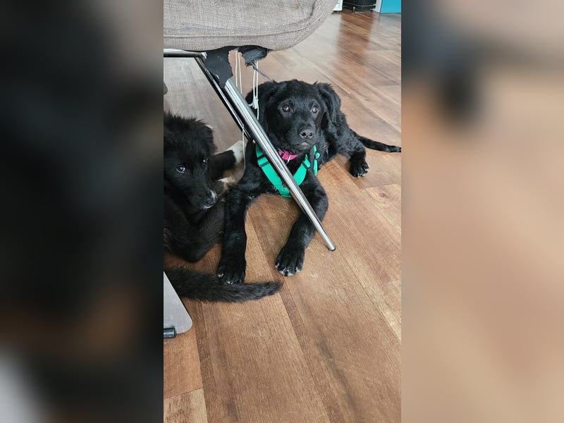 Tobi Welpe schlauer Mischling Rüde Junghund katzenverträglich sucht Zuhause für immer