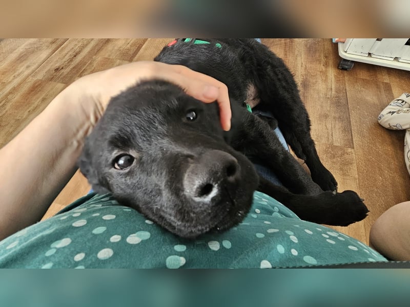 Tobi Welpe schlauer Mischling Rüde Junghund katzenverträglich sucht Zuhause für immer