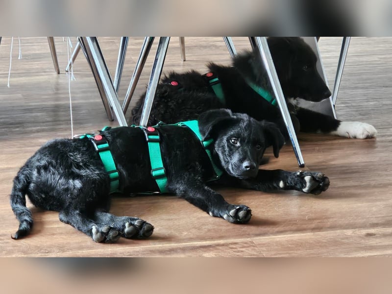 Tobi Welpe schlauer Mischling Rüde Junghund katzenverträglich sucht Zuhause für immer