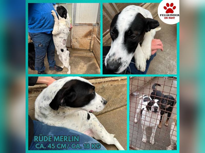 Merlin mittelgroßer Mischling Rüde Junghund sucht Zuhause oder Pflegestelle