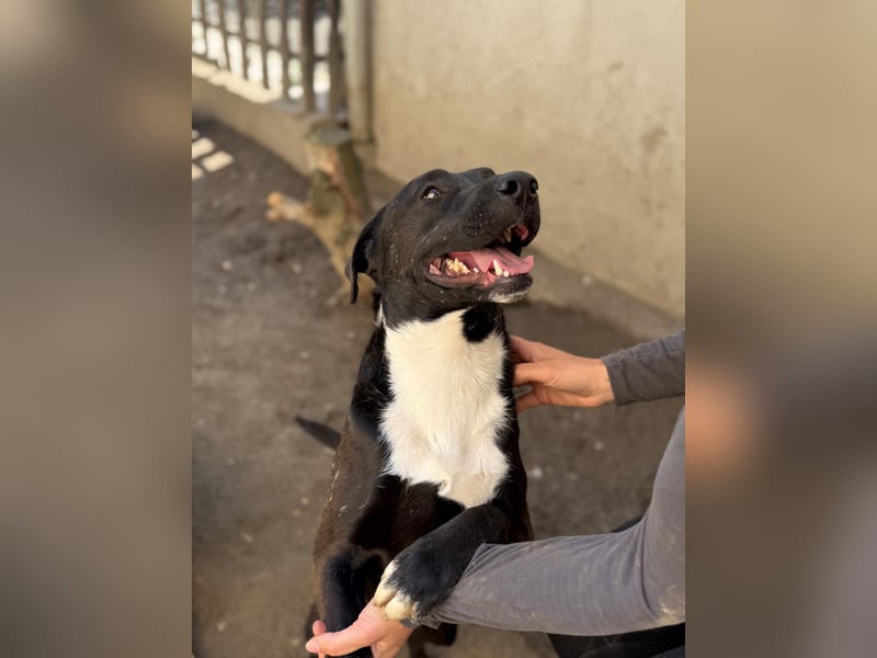Milo - verschmuster Jungspund sucht Familienanschluss