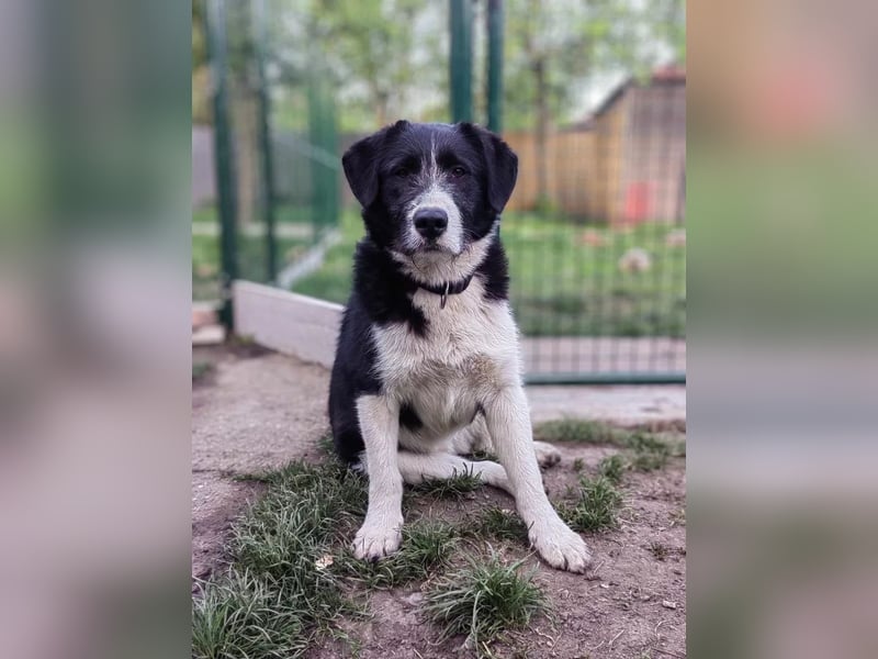 Liebevoller Brandy sucht ein Zuhause