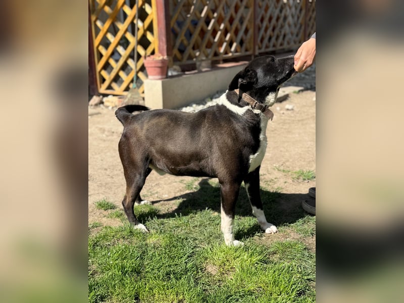 Pako - menschenbezogener Sonnenschein sucht dringend ein Zuhause