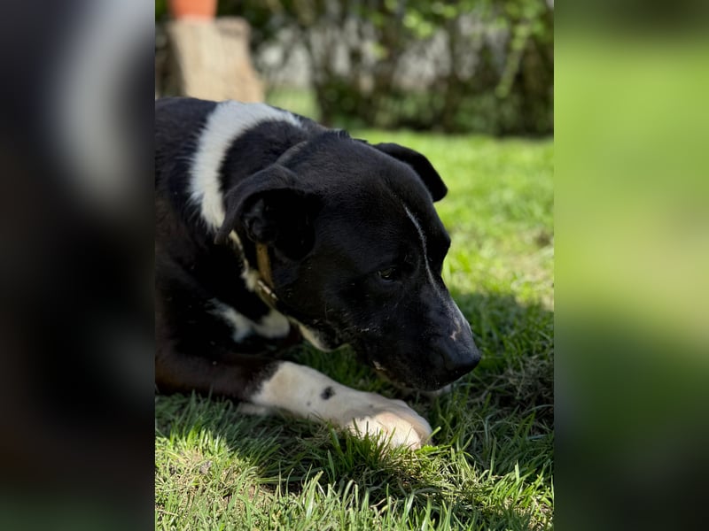 Pako - menschenbezogener Sonnenschein sucht dringend ein Zuhause