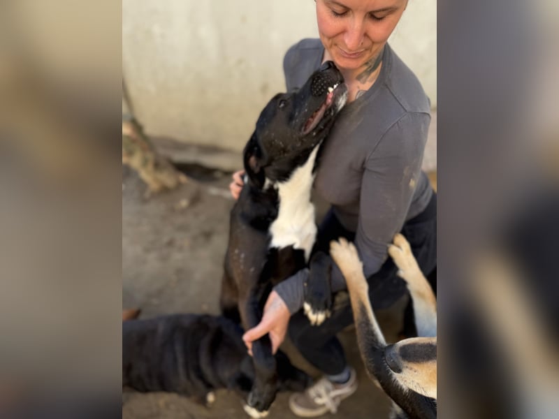 Milo - verschmuster Jungspund sucht Familienanschluss