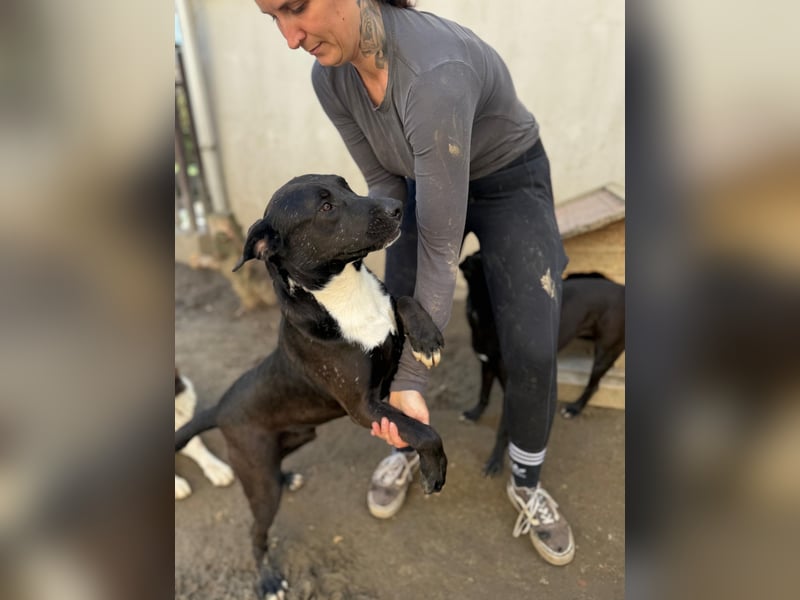 Milo - verschmuster Jungspund sucht Familienanschluss