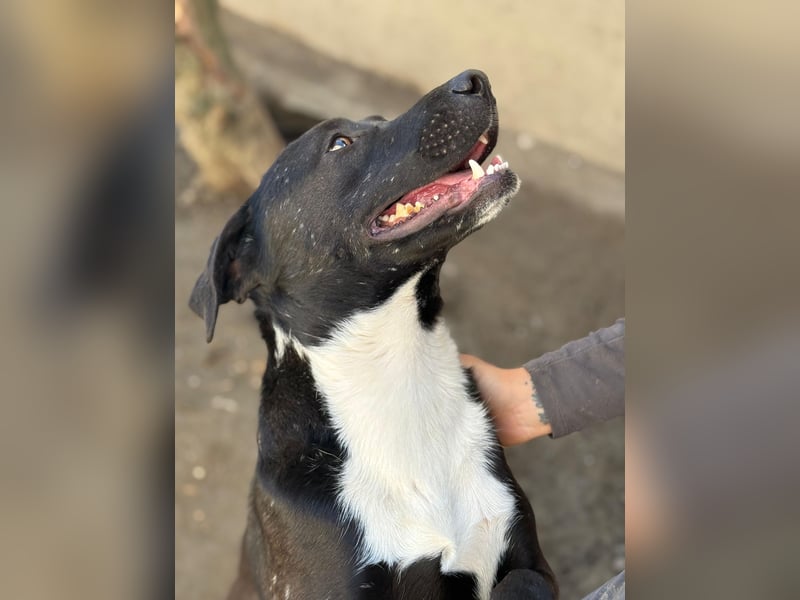 Milo - verschmuster Jungspund sucht Familienanschluss
