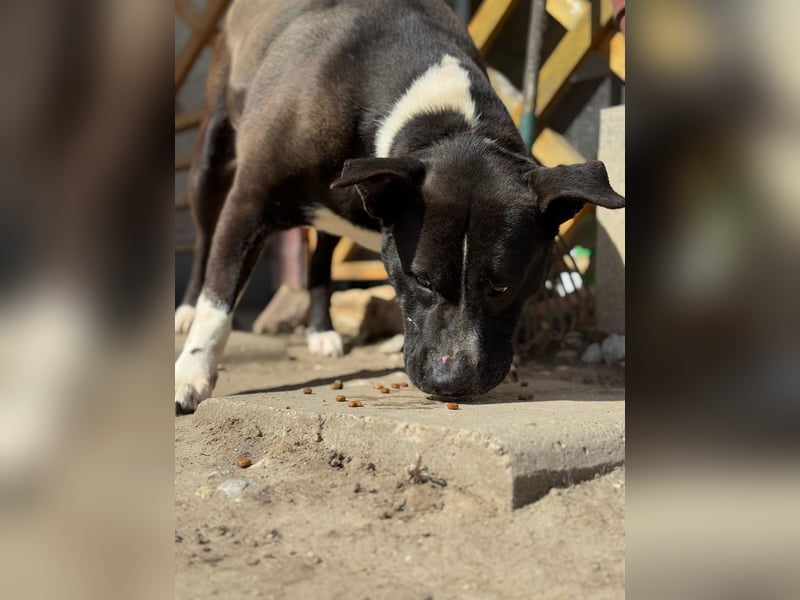 Pako - menschenbezogener Sonnenschein sucht dringend ein Zuhause