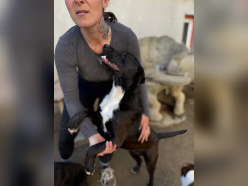 Milo - verschmuster Jungspund sucht Familienanschluss