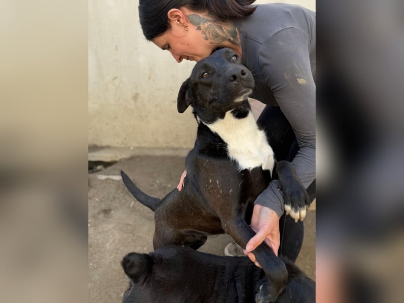 Milo - verschmuster Jungspund sucht Familienanschluss