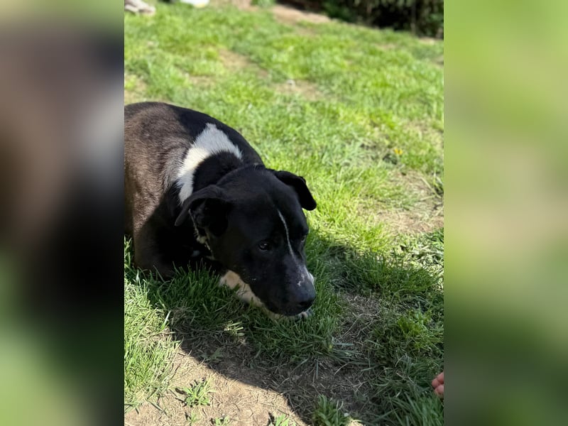 Pako - menschenbezogener Sonnenschein sucht dringend ein Zuhause