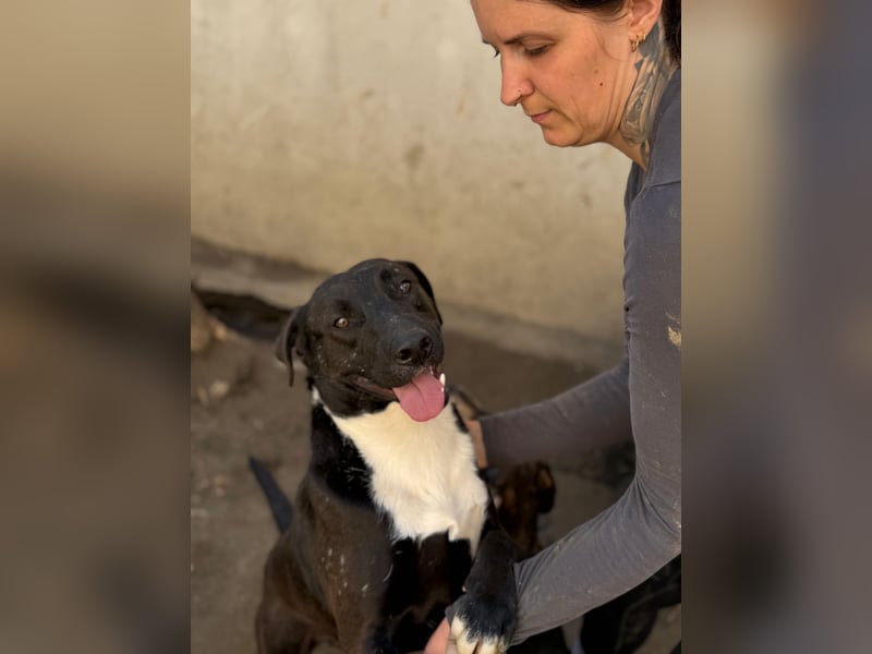 Milo - verschmuster Jungspund sucht Familienanschluss