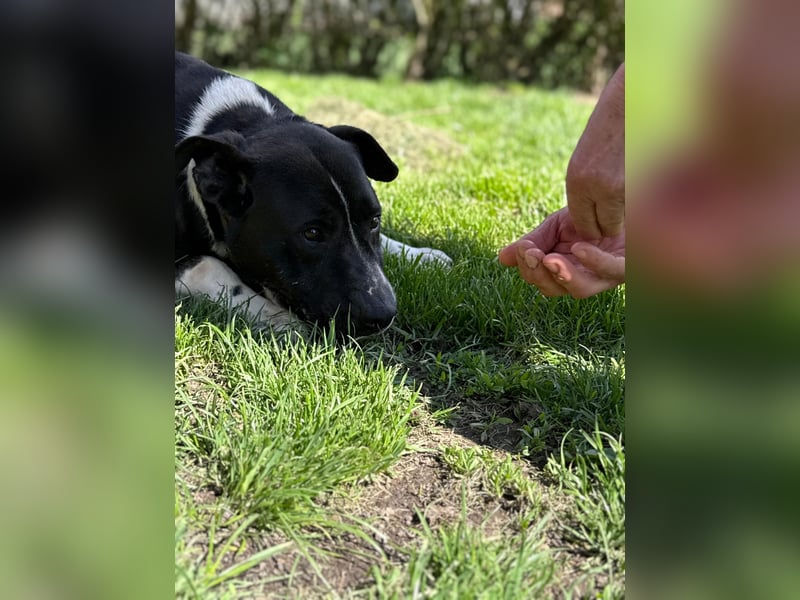 Pako - menschenbezogener Sonnenschein sucht dringend ein Zuhause