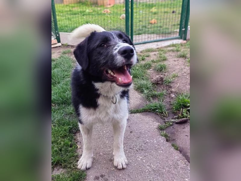 Liebevoller Brandy sucht ein Zuhause