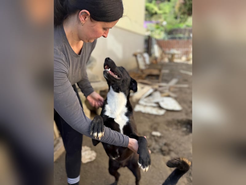 Milo - verschmuster Jungspund sucht Familienanschluss