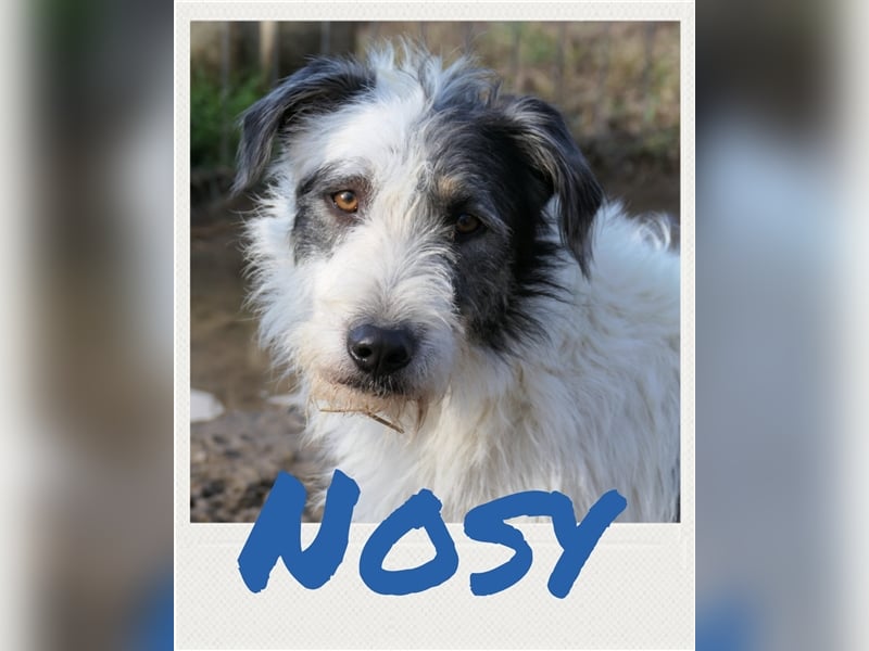 Nosy - schüchterner Rüde