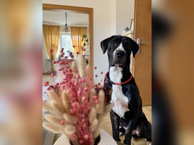 Dogge mischling