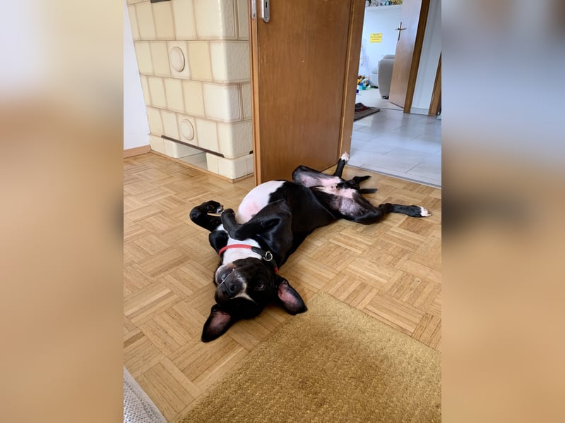 Dogge mischling