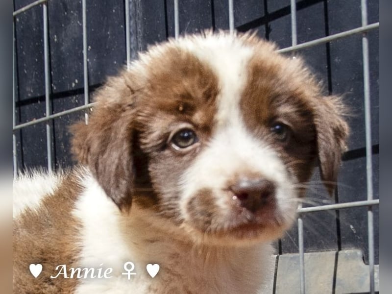 Ada, Andrea, Annie, Anton, Albert und Argos  suchen ab Mitte November ein Zuhause