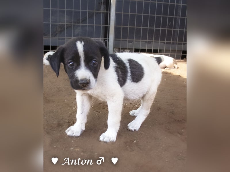 Ada, Andrea, Annie, Anton, Albert und Argos  suchen ab Mitte November ein Zuhause