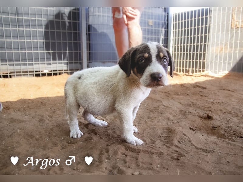 Ada, Andrea, Annie, Anton, Albert und Argos  suchen ab Mitte November ein Zuhause