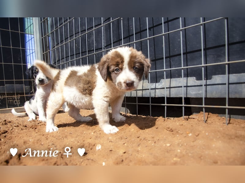 Ada, Andrea, Annie, Anton, Albert und Argos  suchen ab Mitte November ein Zuhause