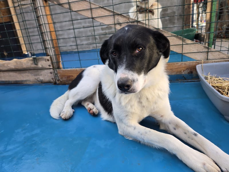 Snoopy - Schüchterner Hundejunge